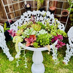 BEAUTIFUL MIX OF SUCCULENT PLANTS IN A RESIN BIRD BATH - Great Christmas Gift For Plant Lovers…very Easy To Care And Grow. 