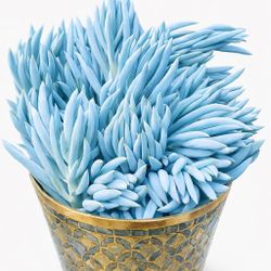 Mature Succulent Blue chalkstick Pencil In A Beautiful Pot/ Planter Succulent Bonsai Plant Ground Cover