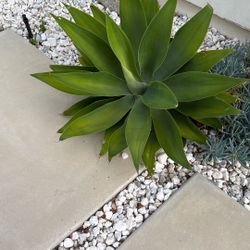Succulents 