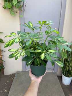Variegated Schefflera Umbrella House Plant 6” Pot