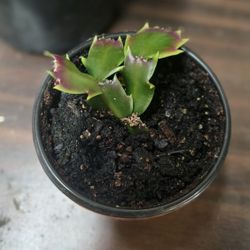Thanksgiving Cactus (White/pink flowers)
