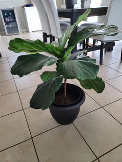 Fiddle Leaf Fig Plant – 2.5 Ft Tall