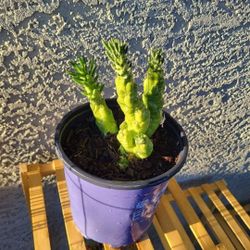 Eve's Needle Succulent 