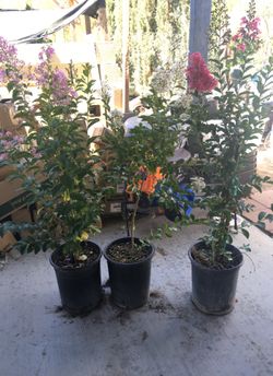 Lagerstroemia 5 gallón $12 each