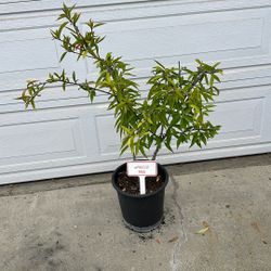 Apricot Tree