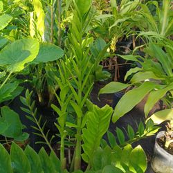 ZZ Plants Zanzibar 7gl $45🏡🏡