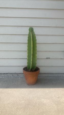 Peruvian apple cactus