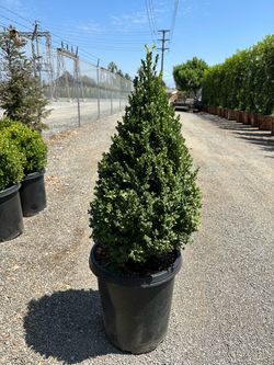 Boxwood cones