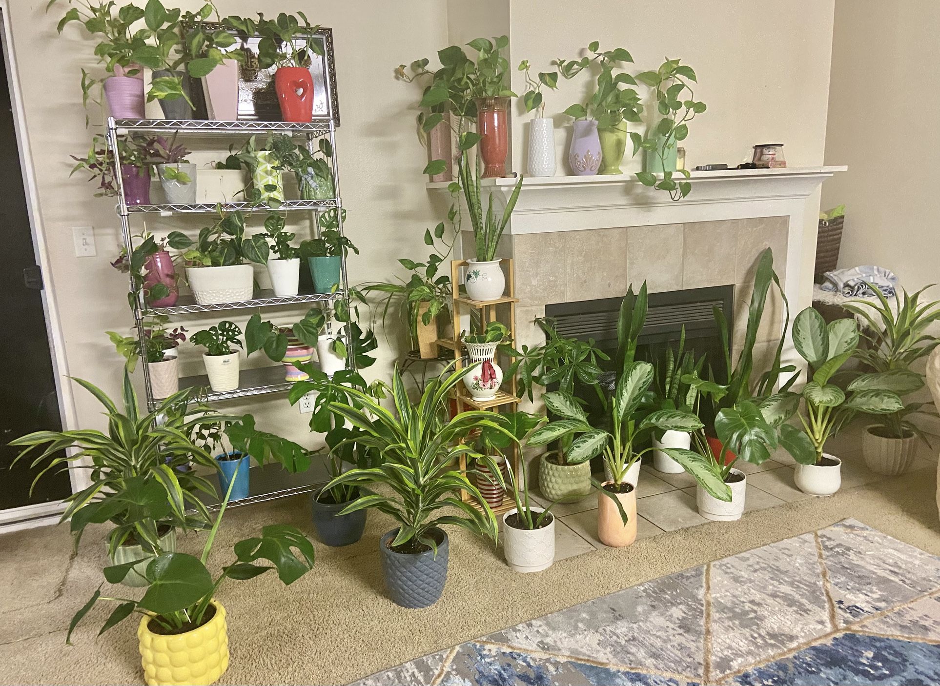 Indoor Plants Sale 15% OFF