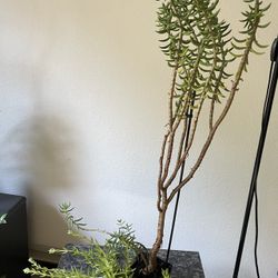 Two pots with three different succulent plants