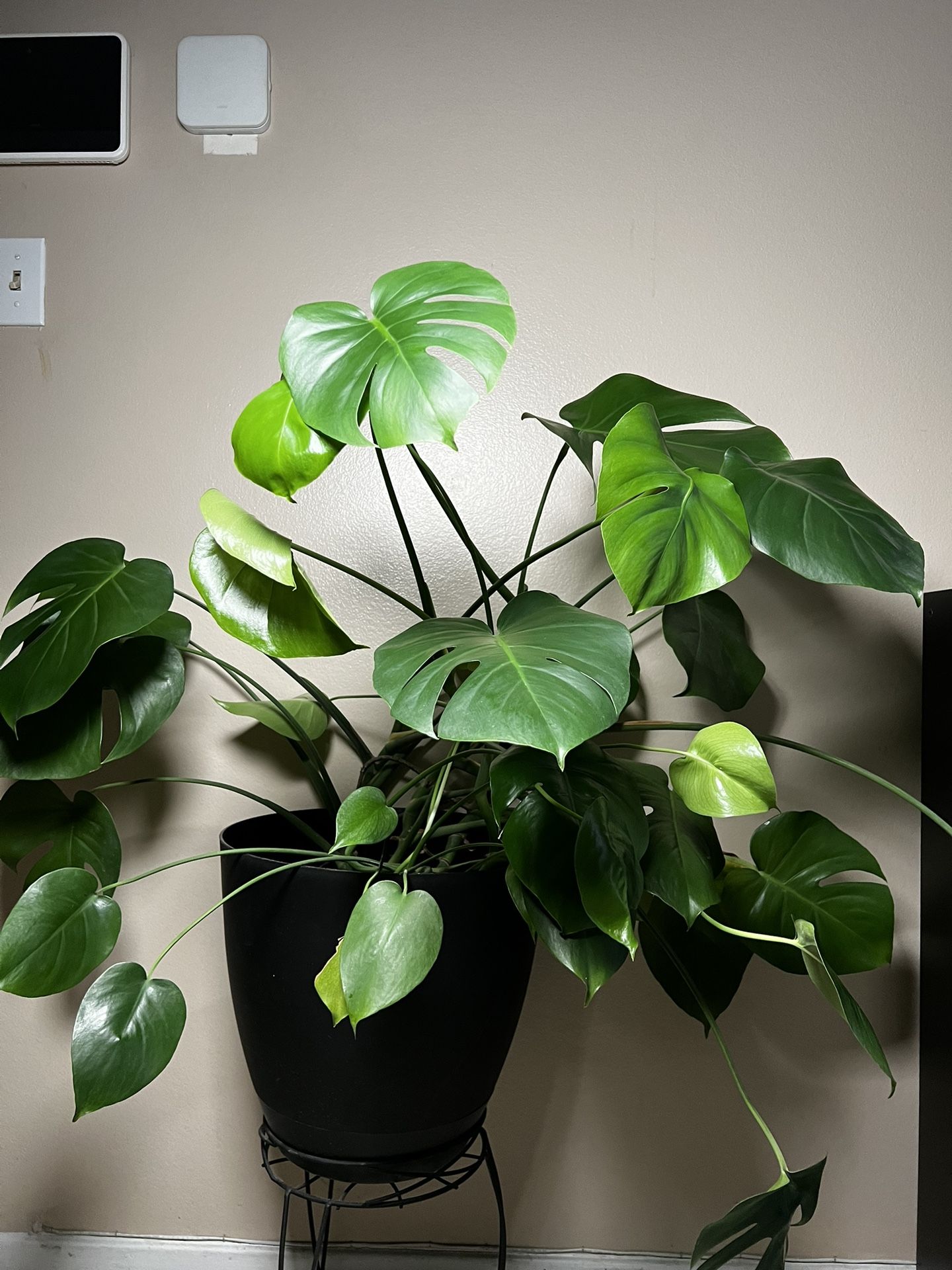 Large Monstera Real Plant