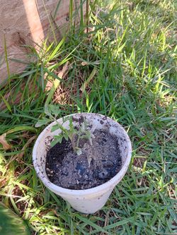 Tomato plants.