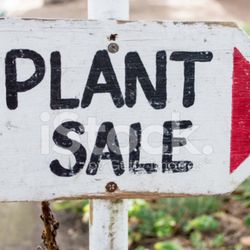 Succulents Plants Drought Tolerant Landscape Garden