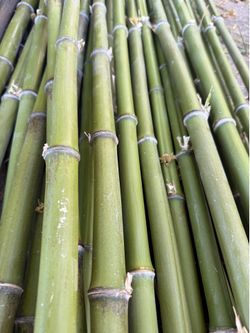 Green bamboo sticks