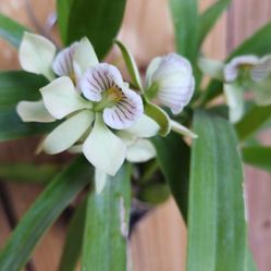 VERY FRAGRANT 1ft Encyclia fragrans orchid PROSTHECHEA FRAGRANS LIVE PLANT