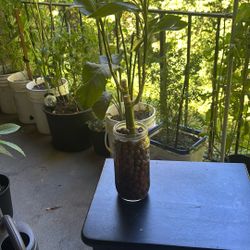 Bamboo Plant