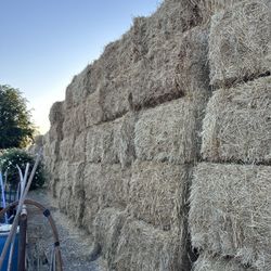 Hay Ray Grass/ wheat Hay 