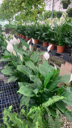 8” pot spath