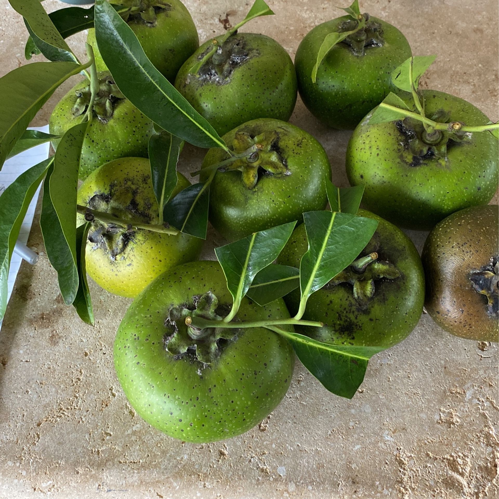 Black Sapote Sapote Negro