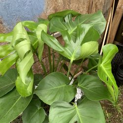 Indoor Monstera 