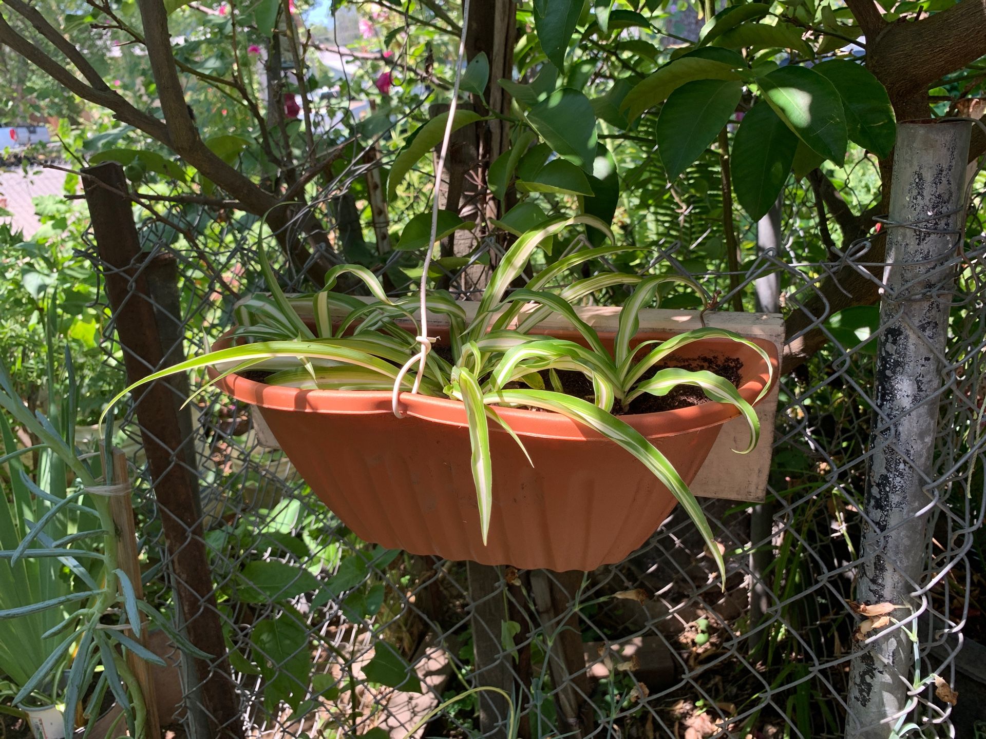 3 spider plants