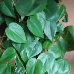 Lush Trailing Heartleaf Philodendron Plant/ House Plant/ Indoor Plant 