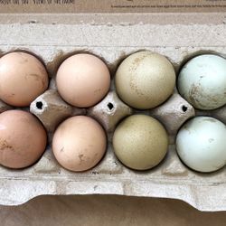 Farm Fresh Organic-fed Chicken Eggs 