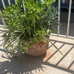 14” Clay Patio Pot Planted With Succulents