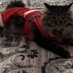 Small Pet Christmas Outfit 