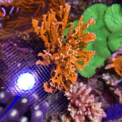 Fake Coral Red SPS