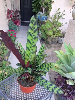 Calathea Rattlesnake Plant $30