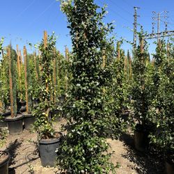 Star Jasmine Hedge