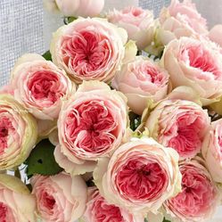 European, Japan rose plants :       Pompon Veranda 