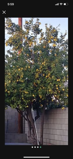 Lemon