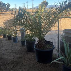 Palm