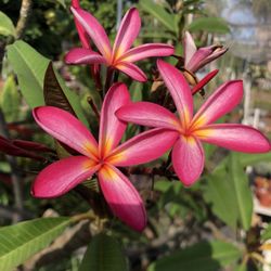 Huge Plumeria 