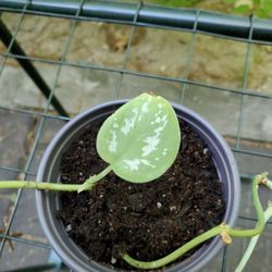 Silver Pothos Plant