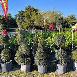 Eugenia Topiary FROM $60.00🏡