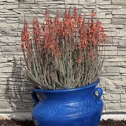 Large Planters With Flowering Aloe