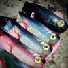 JDMR Baits
