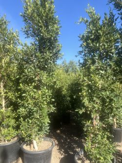 25 Gal Ficus 9ft Plus