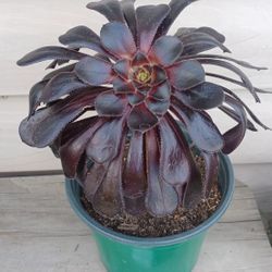Aeonium Succulent Plants 🪴 $5 Each! 🌿