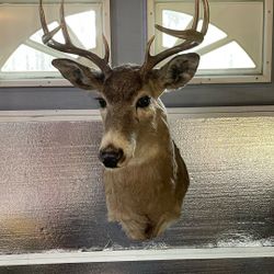 Whitetail Deer Mount
