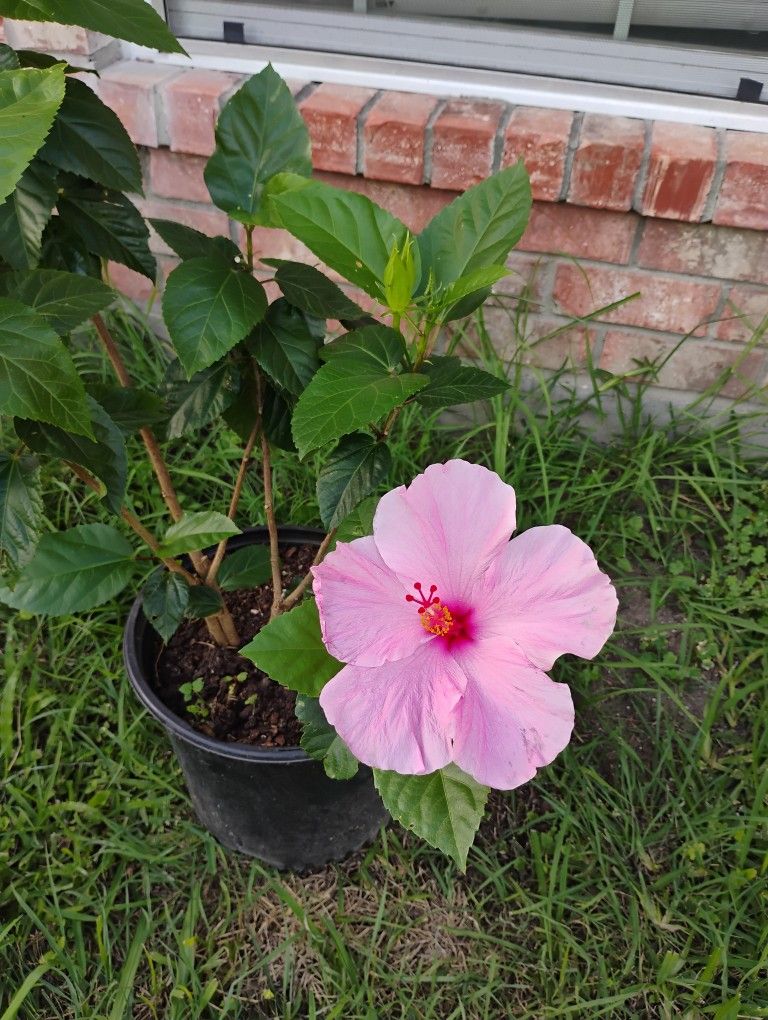 Hibiscus 🌺 Plant 