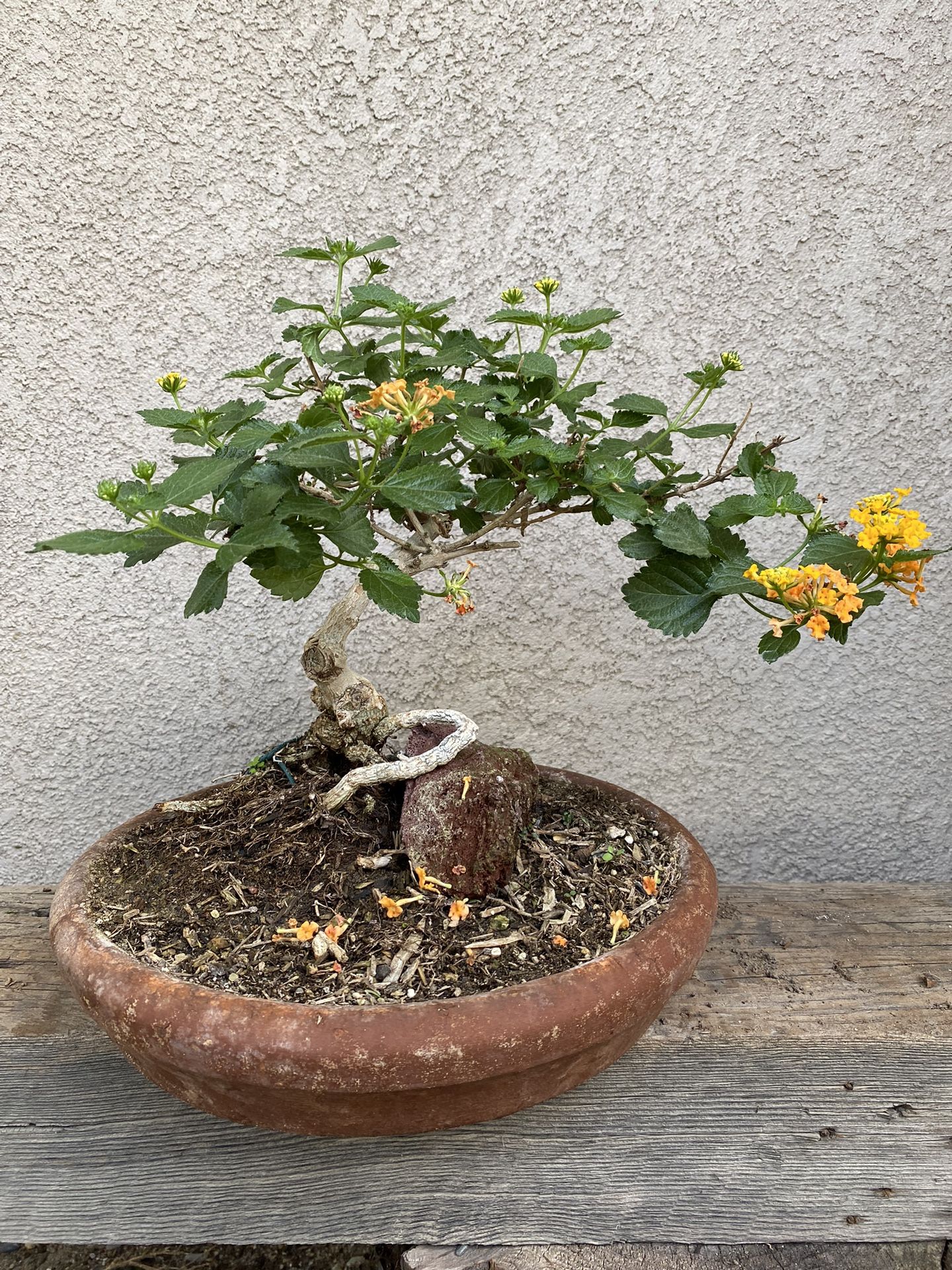 Lantana Cámara Bonsai Plant