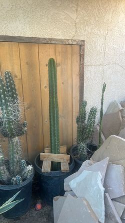 San Pedro cactus