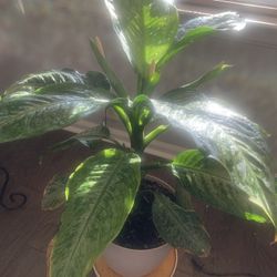 Just for inside nice plant!    Please 