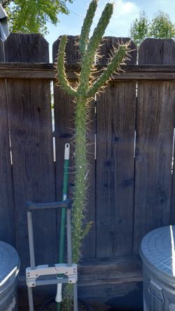 Tall Cactus. $40 Or Make Offer