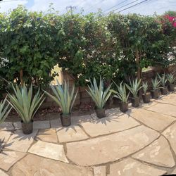 Potted Agave succulents 