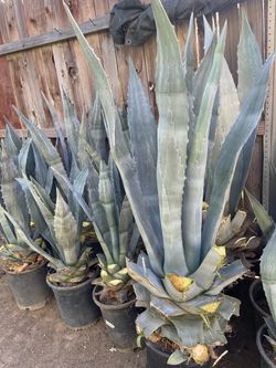 Bonitas plantas naturales de maguey